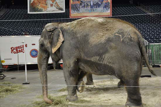 Images from the Ringling Bros. and Barnum and...